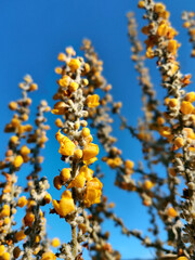 Yellow colorful flowers on the blue sky background