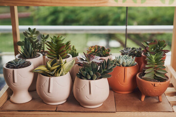 Fototapeta na wymiar Ornamental plants with beautiful pots to decorate the house.