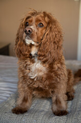 Cocker spaniel dog sitting on a bed in a bedroom.