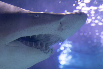 Shark mouth close up