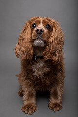 Studio portrait of a cocker spaniel dog with a funny expression. This expression is from anticipating a treat. 