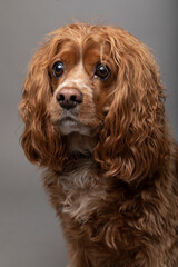Studio portrait of a cocker spaniel dog with a funny expression. This expression is from anticipating a treat. 