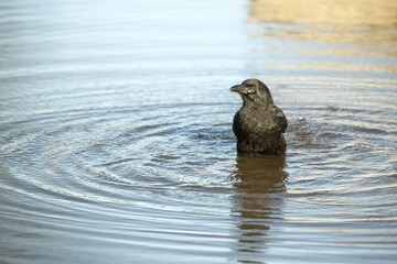 Crow playing bathing in a poodle of water