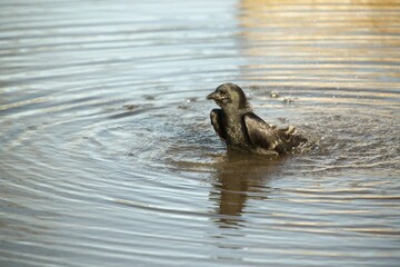 Crow playing bathing in a poodle of water