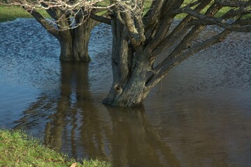 Tree growing in water in winter