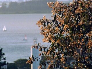 tree and lake, landscape of Porto Alegre, Brazil.