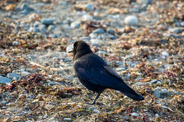 crow feeding walking on rocky beach