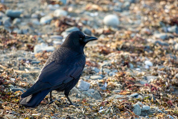 crow feeding walking on rocky beach