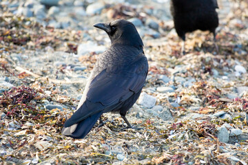 crow feeding walking on rocky beach