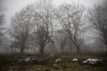 Landscape with beautiful fog in forest on hill or Trail through a mysterious winter forest with autumn leaves on the ground. Road through a winter forest. Magical atmosphere. Azerbaijan nature