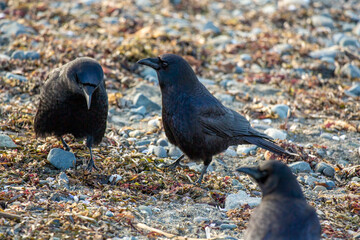 Couple of crows feeding walking on a rocky beach