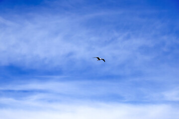 Blue sky background, pale cirrus White clouds. Simple natural background, landscape. Global climate change, warming. Seagull flies in the sky