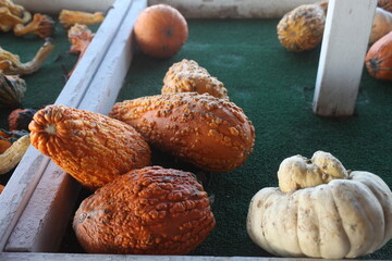 SQUASH, ORANGE, WHITE 