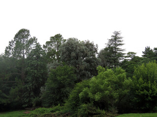 Paisaje Bosque Arboles