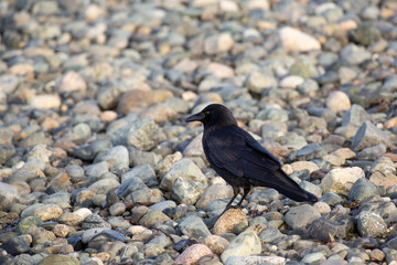 Obraz premium Crow on a rocky beach feeding