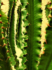 Close-up of a green cactus with red spikes next to the stone wall texture.