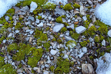 Stones. Moss. Snow. Background. Stones and mosses.