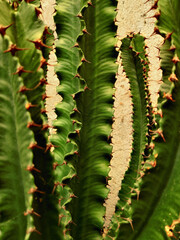 Close-up of a green cactus with red spikes next to the stone wall texture.