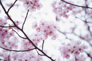 Sakura or Cherry Blossom or Japanese Cherry