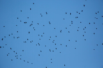 Obraz premium flock of crows