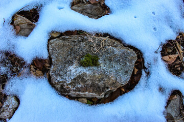 Moss on the stone. Snow around the stone. Dry leaves under the snow.