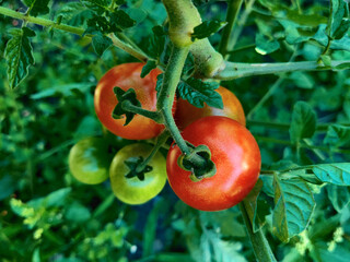 A branch of red tomatoes cherry in the garden during a sunny day. Sunlight in falling on red tomatoes.