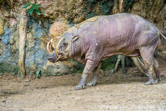 a male Buru babirusa stands alone. It is a wild pig-like animal native to the Indonesian islands of Buru, also called deer-pigs.
Babirusa are notable for the long upper canines in the males. 