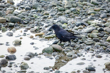 Crow feeding on a rocky beach