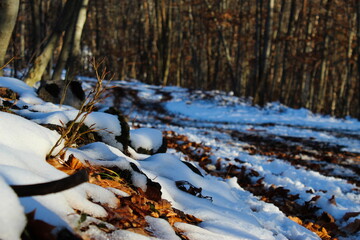 Dry golden leaves under the snow. An ordinary small forest road where snow has fallen that goes through the forest. Snow and dry leaves left after autumn. Winter.