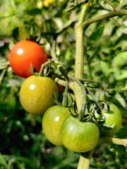 A branch of red tomatoes cherry in the garden during a sunny day. Sunlight in falling on red tomatoes.