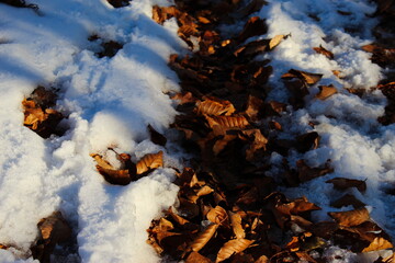 Dry golden leaves under the snow. There is no snow where there are tire tracks on the forest road in the woods. Snow and dry leaves left after autumn. Leaves in winter.