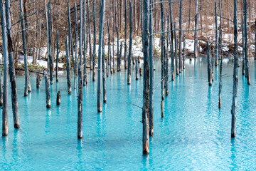 雪が溶け始めた早春の青い池　美瑛町