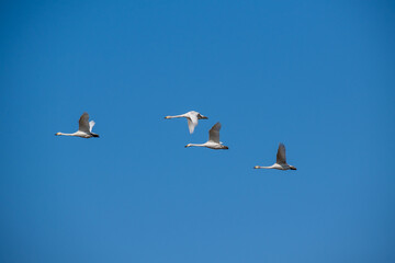 青い空を飛ぶ白鳥の群れ