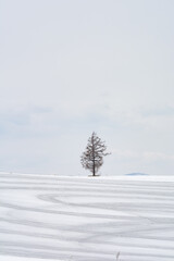 融雪剤がまかれた雪の畑
