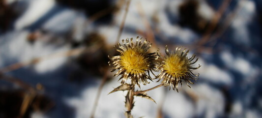 Obraz premium Dried golden flowers in winter with snow in the background. Banner.