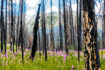 Fireweed renews burned Okanogan forest with mountain in background