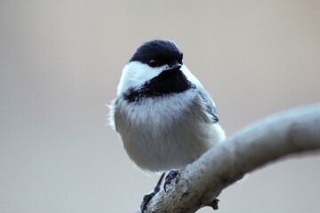 Black Capped Chickadee