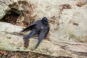 Crow perched on a piece of drift wood 