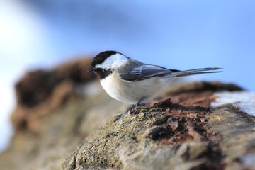 Black Capped Chickadee