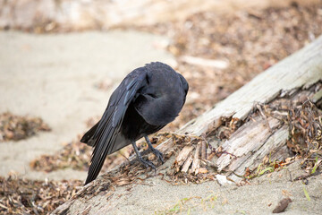 Crow perched on a piece of drift wood 
