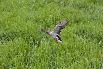 Mallard in flight