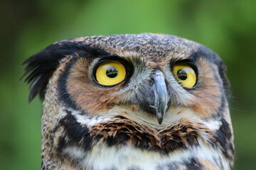 great horned owl