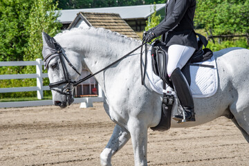 Equestrian show jumping horses. Horses at show