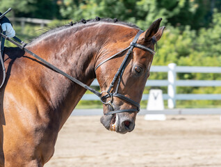 Equestrian show jumping horses. Horses at show