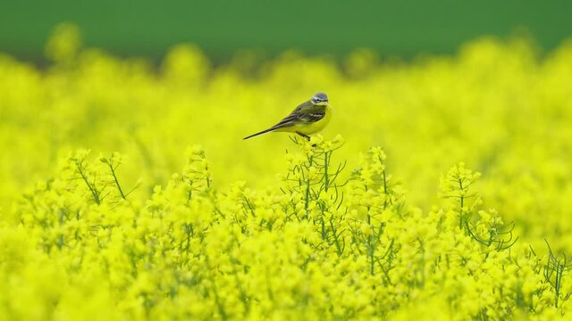 The western yellow wagtail in the rapeseed field, on a sunny day but with a pretty strong wind