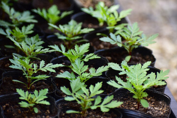 ポット苗のマリーゴールド