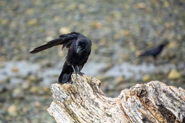 Crow perched on a piece of drift wood 