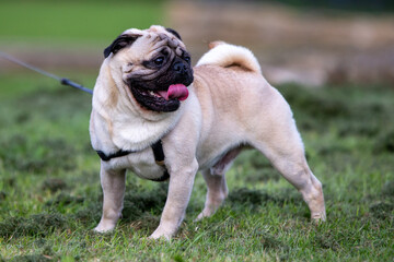 Hot Pug panting