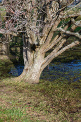 Trees growing in water in winter
