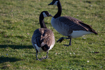 Gees feeding on grass